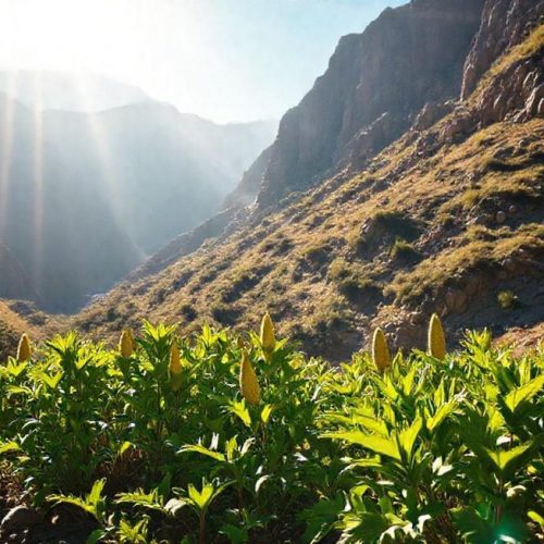 Planta de maca crescendo nos Andes do Peru, símbolo da pureza e tradição do superalimento.